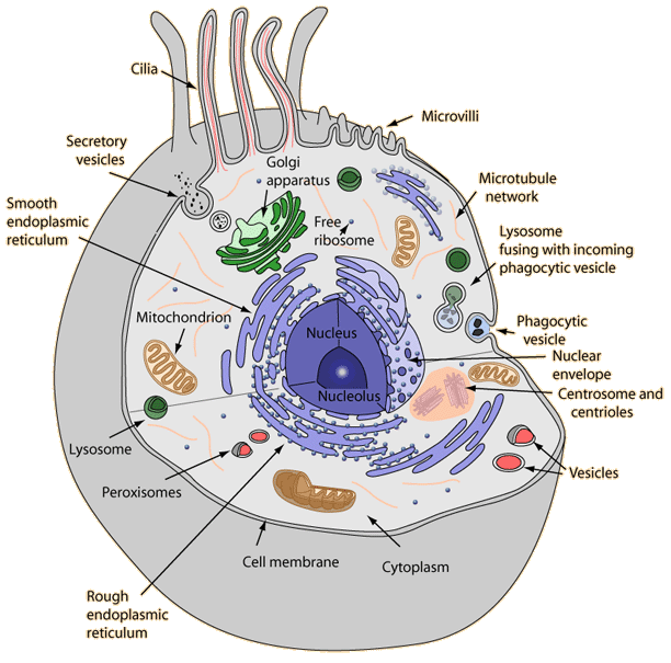 Cell 